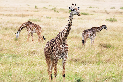 Photo of giraffes at the Maasai Mara National Reserve in Kenya, África.