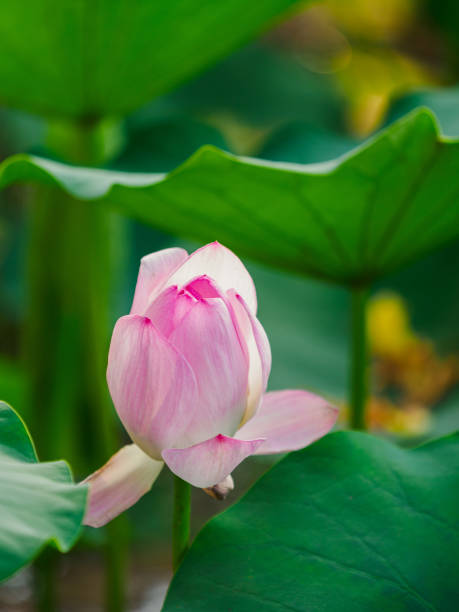 蓮の花のつぼみ - lotus pink petal closed ストックフォトと画像