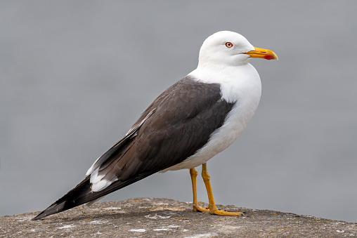 Herring gull bird in Stockholm city