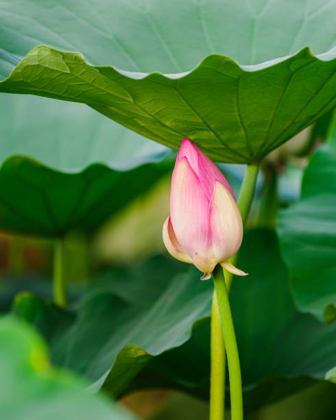 蓮の花のつぼみ - lotus pink petal closed ストックフォトと画像