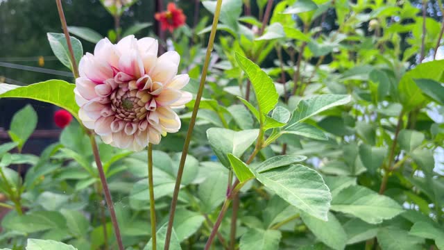 Beautiful red and white Dahlia in bloom and bud.