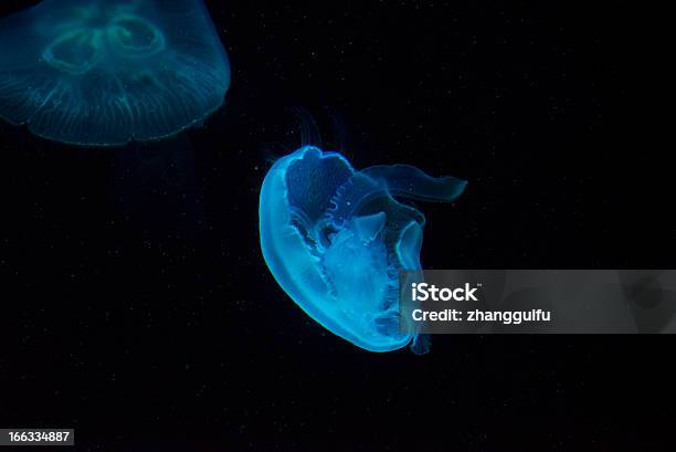 Medusa - Fotografie stock e altre immagini di Acqua - Acqua, Animale, Composizione orizzontale