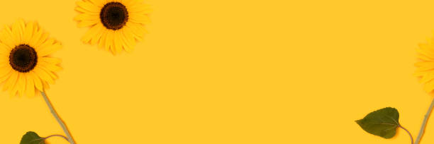 istock Banner with sunflowers scattered on a yellow background. 1663350661