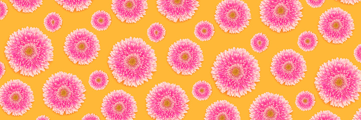 Banner with pattern made of pink gerbera flowers on a yellow background. Floral backdrop.