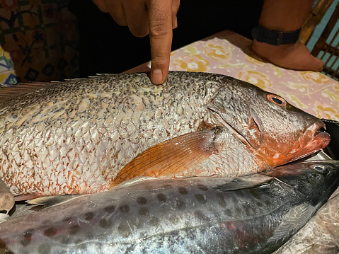 Stock photo showing close-up view of outdoor seating and tables of a restaurant on beach with metal serving platter of freshly caught kingfish and red snapper selected by restaurant patrons to be cooked and served for a meal.