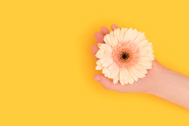 istock Female hand hold beige gerbera flower on a yellow background. 1663361861