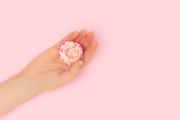 istock Female hand hold rose flower on a pink background. 1663362923