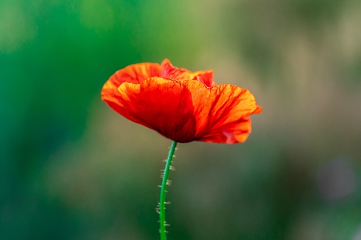 A selective focus shot of a blooming red poppy flower on a field