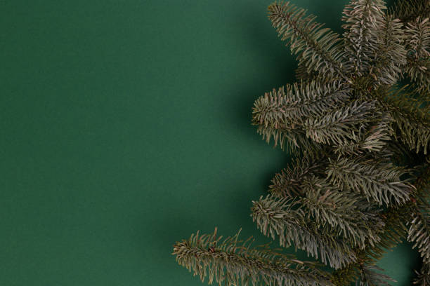istock Nobilis fir branches on a green background. 1663365075