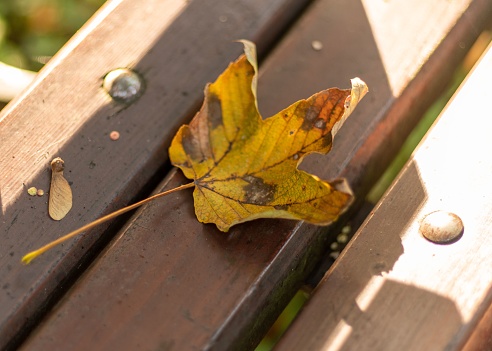 A single yellow brown maple leaf is perched atop a wooden bench