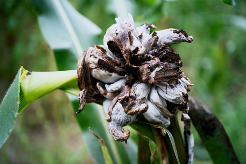 Cloe-up of damaged corn plant affected by fungus Ustilago maydis