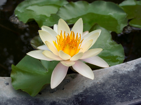 A single white lotus blooming in a cement pond. close-up photo