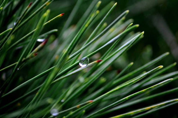 Pine leaves with dew drops take a close-up shot for the background.