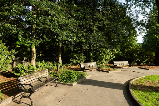 This is a photograph of a curved path lined with lush green trees and wooden benches outdoors at Piedmont Park in Atlanta, Georgia during summer.