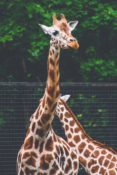 Giraffes on animal enclosure