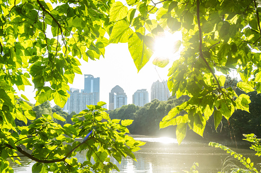 This is a photograph of the downtown skyline revealed through backlit green leaves by the lake at Piedmont Park in Atlanta, Georgia during summer.