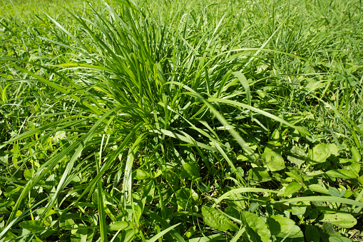 Plantain plant with green leaf in the wild grass. Plantago major broadleaf plantain, white man's foot or greater plantain