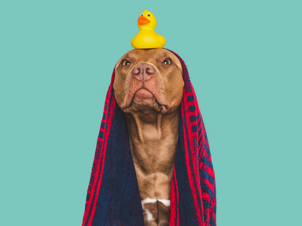 istock Cute dog, blue towel and yellow rubber duck 1663394199
