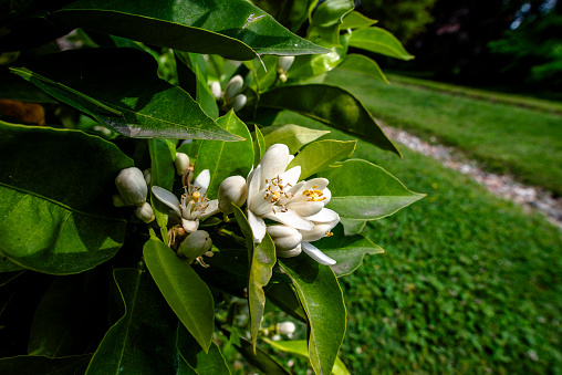 close up of flower and fruit of Citrus aurantium with green leaves in background in Varese Lombardy Italy