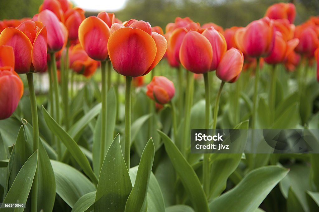 Orange Tulpen - Lizenzfrei Agrarbetrieb Stock-Foto