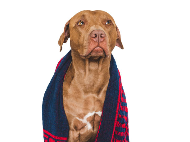istock Cute brown dog and blue towel. Grooming dog 1663403486