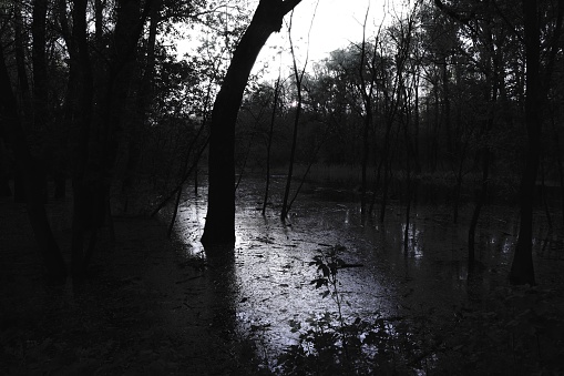 Dark horror atmosphere, black metal forest