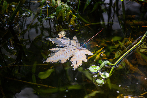 Maple leaf sitting atop water in a Canadian marsh.