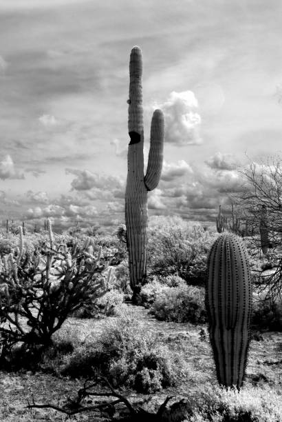istock Sonora Desert Arizona in Infrared 1663418718