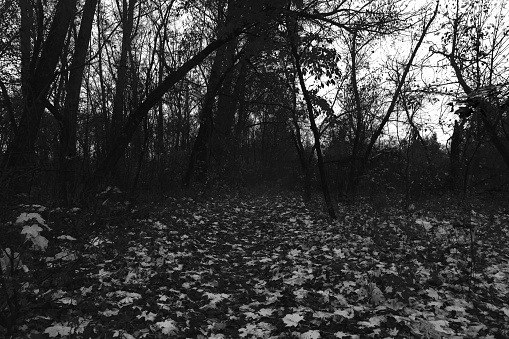 Dark creepy nature, black metal forest, spooky season, scary tress