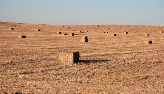 Harvested wheat field and hay bales. Agricultural concept background. Selected focus.