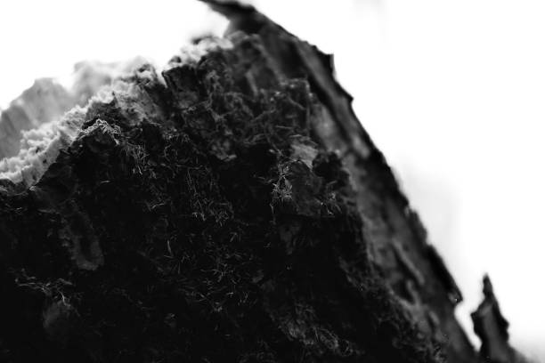 istock Dark horror forest, dark forest of spiders, cobwebs and spiders 1663426077