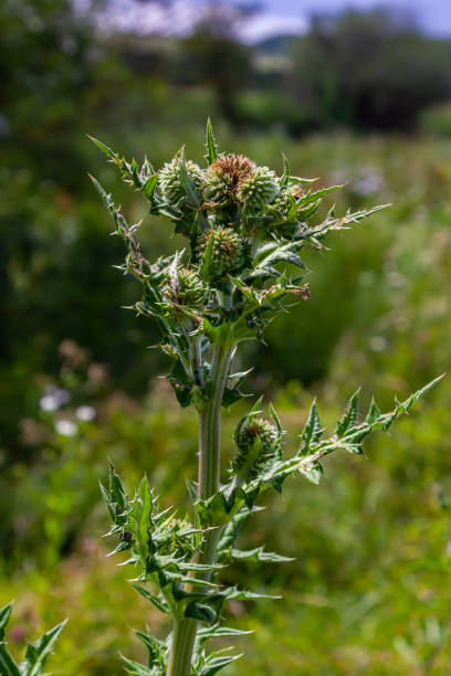 istock Close up selective focus of Great globe thistle, known as Echinops sphaerocephalus and Glandular globe thistle 1663437300