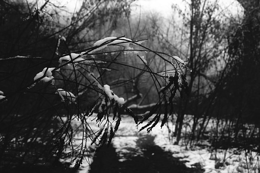 Dark creepy winter nature, black and white, black metal forest, spooky season