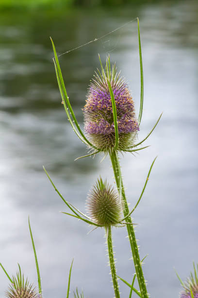 Flowering Wild teasel, Dipsacus fullonum during a summer evening in European wilderness.