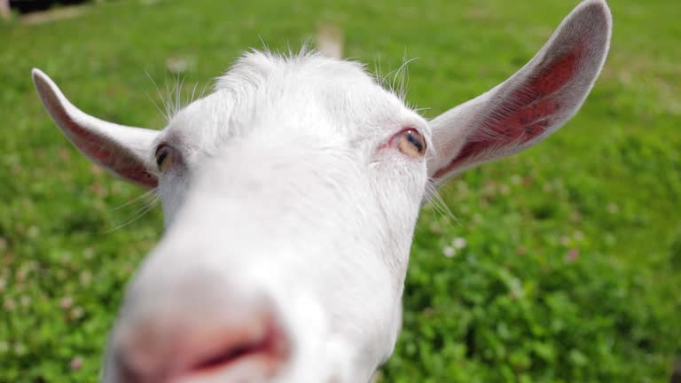 Portrait of funny cute white goat posing green grass pasture farm animal summer landscape closeup