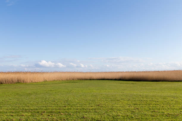 reedgrass no remanso do mar báltico sob o céu azul como fundo da natureza - reedgrass - fotografias e filmes do acervo