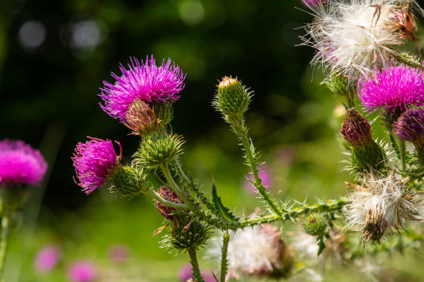 istock Thistle Carduus acanthoides grows in the wild in summer 1663446278