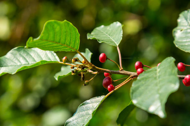 Branches of Frangula alnus with black and red berries. Fruits of Frangula alnus Branches of Frangula alnus with black and red berries. Fruits of Frangula alnus. frangula alnus stock pictures, royalty-free photos & images