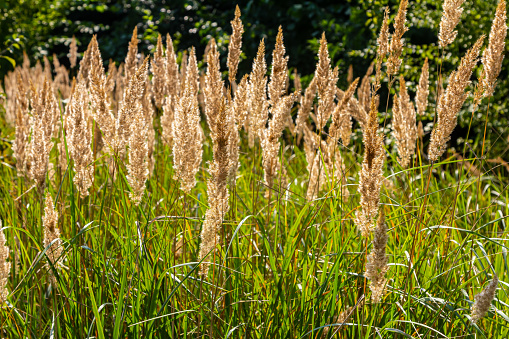 Pampas Grass (Cortaderia selloana), which is native to southern South America, is an attractive ornamental grass that is popular in many landscapes. The flower clusters are plumed panicles at the end of stiff stems.