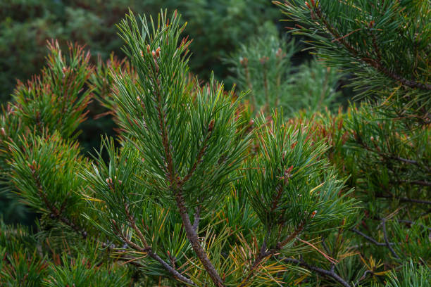 istock Closeup on pine branch with male and female cone 1663467607