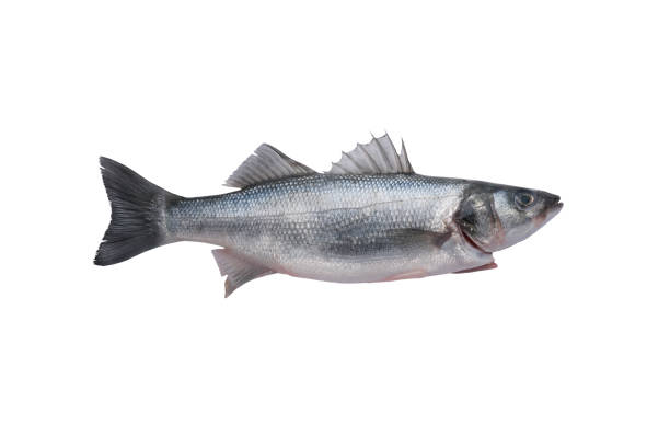 istock Fresh raw sea bass gutted isolated on a white background 1663471587