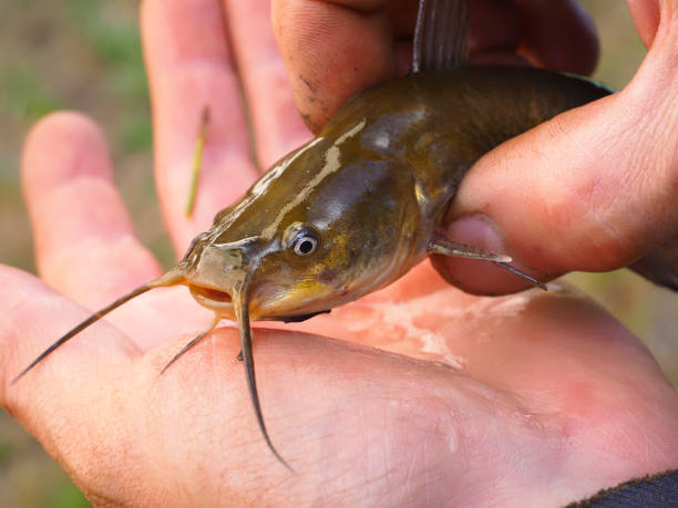 small European river catfish caught by a fisherman stock photo