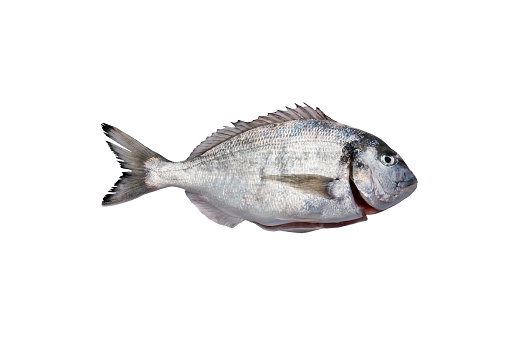 Fresh raw sea bream gutted isolated on a white background