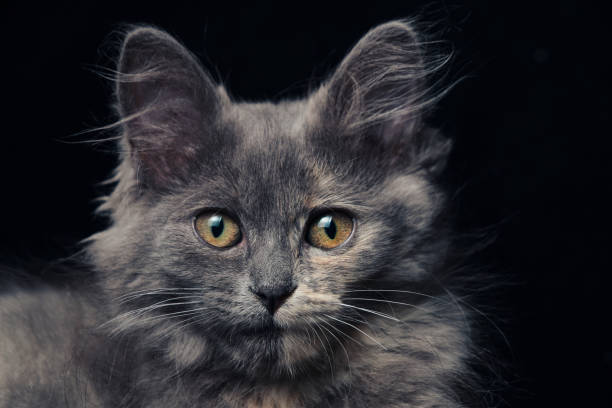 istock Beautiful gray kitten muzzle with big eyes closeup. 1663473357