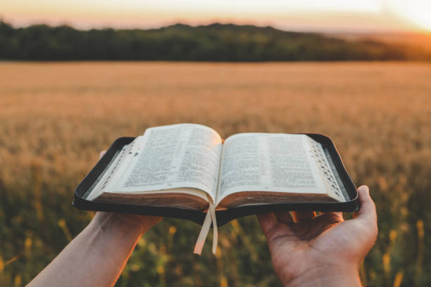 istock Open bible in hands, sunset in the wheat field, christian concept 1663474543