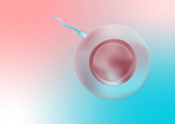 ovum dan sperma dalam pembuahan manusia. proses reproduksi manusia. - fertilisasi in vitro ilustrasi stok