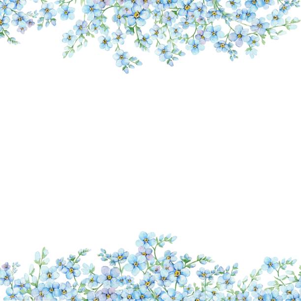 Blue forget-me-nots, floral rectangular frame with place for text. Spring flowers Scorpion Grass, Myosotis. Hand draw watercolor illustration template for wedding anniversary, birthday Blue forget-me-nots, floral rectangular frame with place for text. Spring flowers Scorpion Grass, Myosotis. Hand draw watercolor illustration template for wedding anniversary, birthday. myosotis sylvatica stock illustrations
