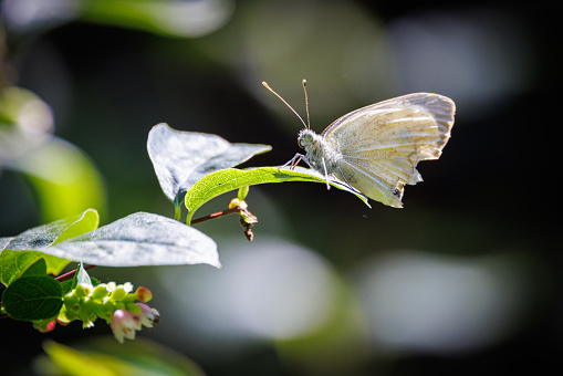 a white cabbage butterfly sits on green leaf