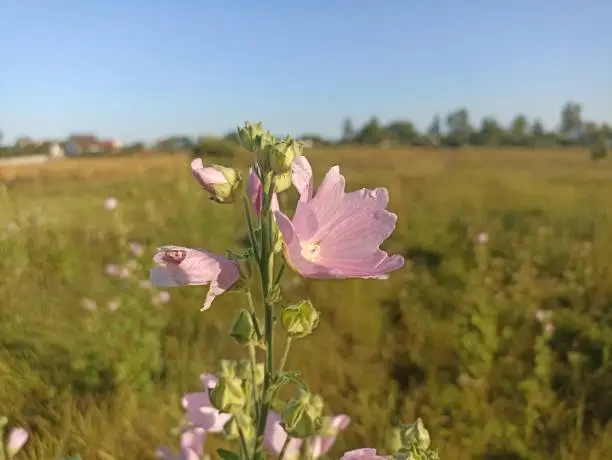 Malva thuringiaca (syn. Lavatera thuringiaca), the garden tree-mallow, is a species of flowering plant in the mallow family Malvaceae