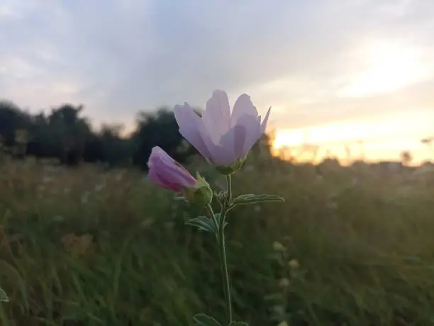 Malva thuringiaca (syn. Lavatera thuringiaca), the garden tree-mallow, is a species of flowering plant in the mallow family Malvaceae